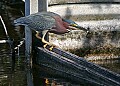 _MG_0175 green heron.jpg