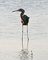 _MG_0235 reddish egret.jpg