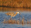 _MG_0250 great blue heron eating a snake.jpg