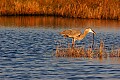 _MG_0250 great blue heron eating snake.jpg