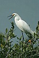 _MG_0450 snowy egret calling.jpg