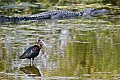 _MG_0508 glossy ibis and gator.jpg