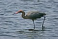 _MG_0564 reddish heron.jpg