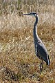 _MG_0628 immature (1year old) great blue heron.jpg