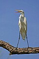 _MG_0678 great white egret.jpg