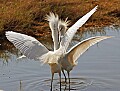 _MG_0737 snowy egrets fighting.jpg