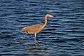 _MG_6665 reddish egret.jpg