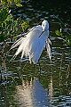 _MG_6709 snowy egret preening.jpg