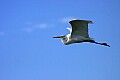 _MG_7732 great white heron.jpg