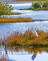 _MG_8114 great white egret-black point drive.jpg