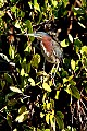 _MG_8153 green heron.jpg