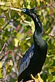 _MG_8175 anhinga.jpg