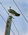 _MG_8202 osprey on pole with fish.jpg