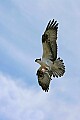 _MG_8235 osprey and fish in flight.jpg