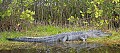 10-foot alligator panorama.jpg