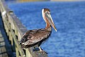 _MG_0577 immature brown pelican.jpg