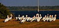 _MG_0587 white pelicans.jpg