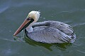 _MG_0601 brown pelican.jpg