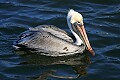 _MG_0606 brown pelican.jpg