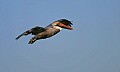 _MG_0638 brown pelican.jpg