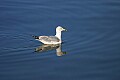 _MG_0642 gull swimming.jpg