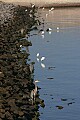 _MG_0655 lots of great blue herons.jpg