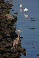 _MG_0658 great blue heron.jpg