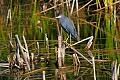 _MG_0686 little blue heron.jpg