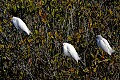 _MG_0736 snowy egret.jpg