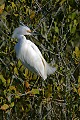 _MG_0749 snowy egret.jpg