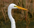 _MG_0765 great white egret.jpg