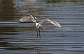 _MG_0915 snowy egret.jpg