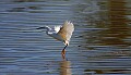 _MG_0932 snowy egret.jpg