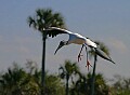 _MG_0938 wood stork.jpg