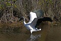 _MG_0949 wood stork.jpg