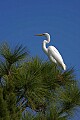 _MG_1002 great white egret.jpg