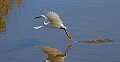 _MG_1208 snowy egret in flight.jpg