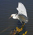 _MG_1231 snowy egret landing.jpg