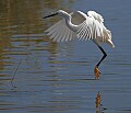 _MG_1238 snowy egret ladning.jpg