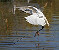 _MG_1239 snowy egret landing.jpg