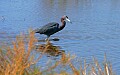 _MG_1305 little blue heron.jpg