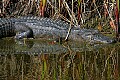 _MG_1321 alligator and f=reflection.jpg