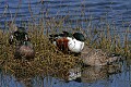 _MG_1382  ringed teal and mallards.jpg