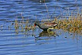 _MG_1384 gallinule.jpg