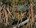 _MG_1397 green heron.jpg