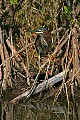 _MG_1403 green heron.jpg