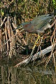 _MG_1423 green heron.jpg