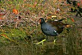 _MG_1484 gallinule.jpg