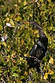 _MG_1496 anhinga.jpg