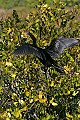 _MG_1504 anhinga drying wings.jpg